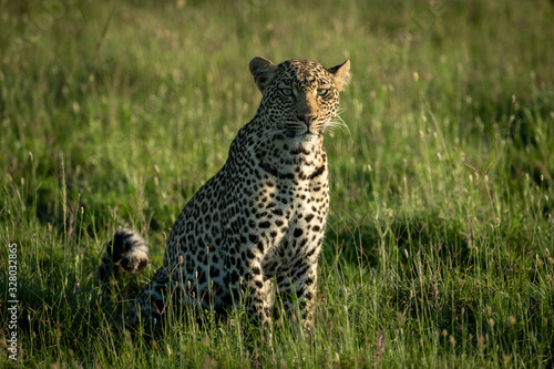 Male leopard sits in grass watching camera