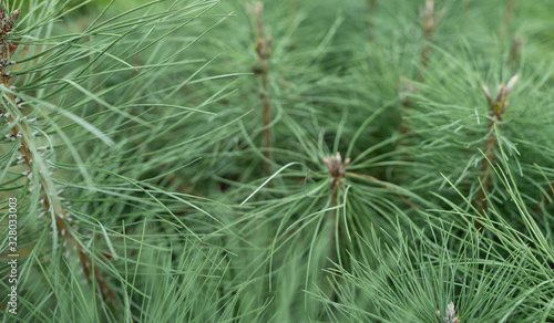 Sapling of a pine close up. Little xmas tree for decoration. Forest growing