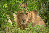 Male lion eyes camera from behind bush
