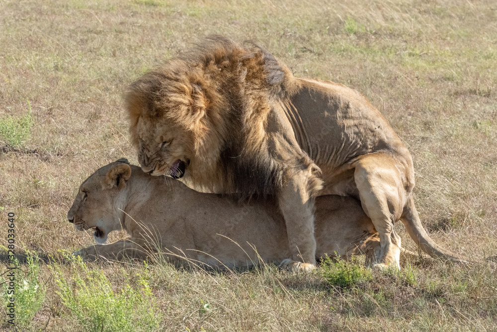 Fototapeta premium Male lion growls while mating with female