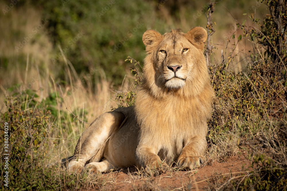 Male lion lies in bushes raising head Male lion lies in bushes raising head
