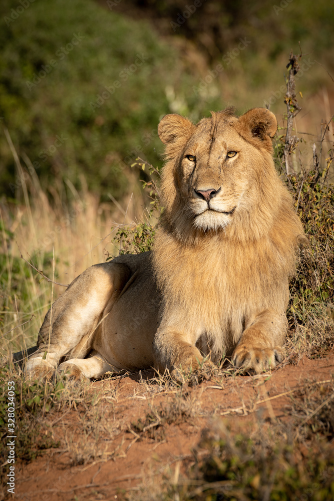 Male lion lies in bushes staring left Male lion lies in bushes staring left