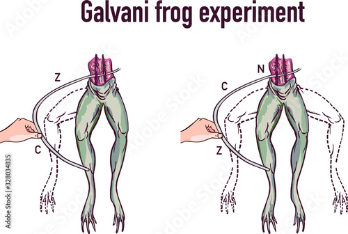 Galvani experiment with frog legs vector illustration photo