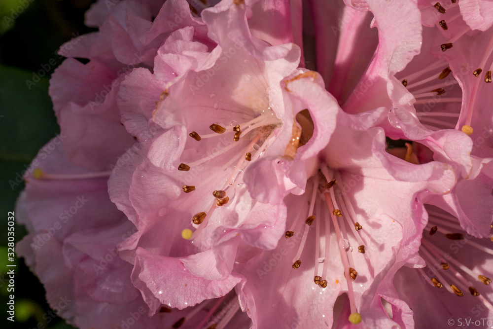 Rhododendron bloom in spring - Close up, colorful and bright Rhododendron bloom in spring - Close up, colorful and bright