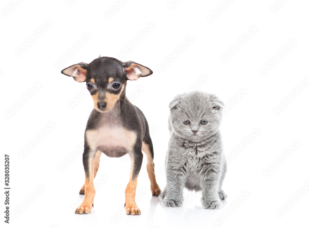 puppy toy Terrier and kitten Scottish breed on white background