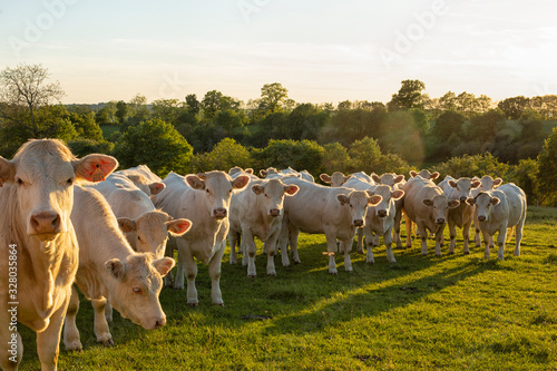 Charolais cattle in a row