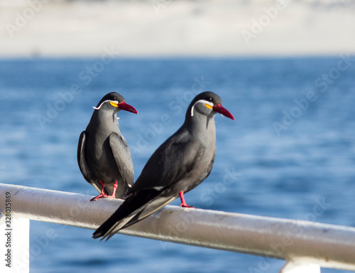 Inca Tern birds on the vessel