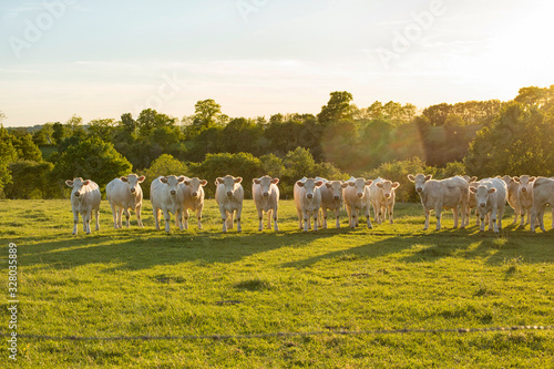 Bild auf Leinwand Charolais cattle