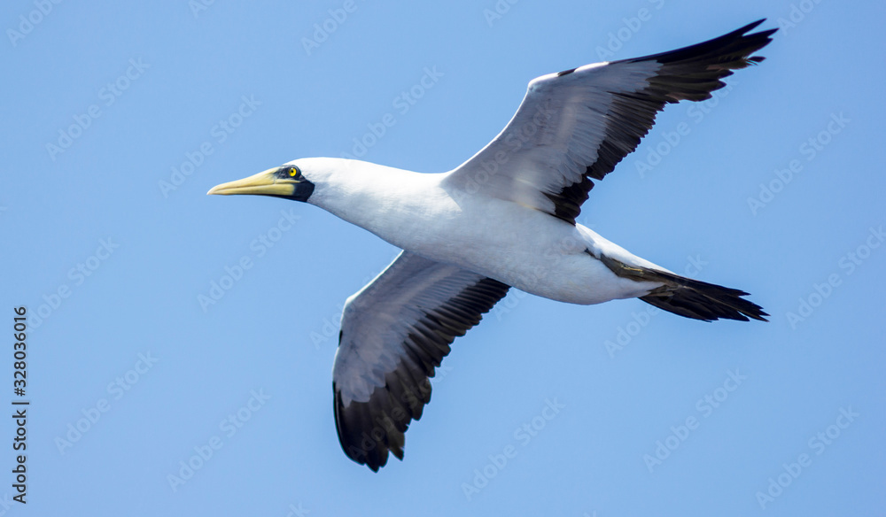 seagulls in flight over the sea against the sky seagulls in flight over the sea against the sky