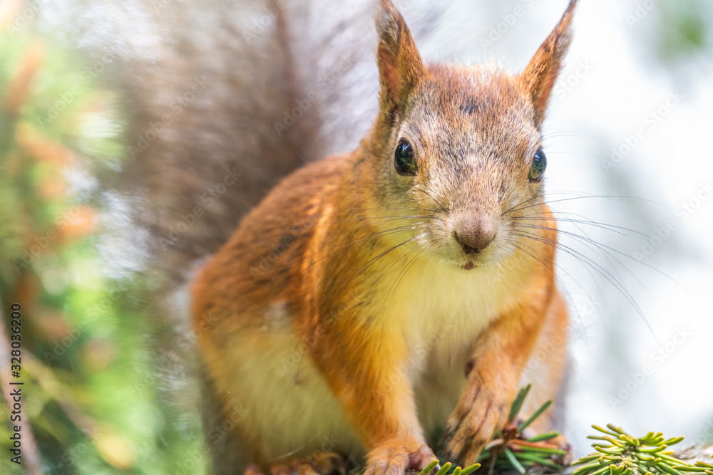 The squirrel sits on a fir branches in the spring or autumn. Portrait of a squirrel on a tree. The squirrel sits on a fir branches in the spring or autumn. Portrait of a squirrel on a tree.