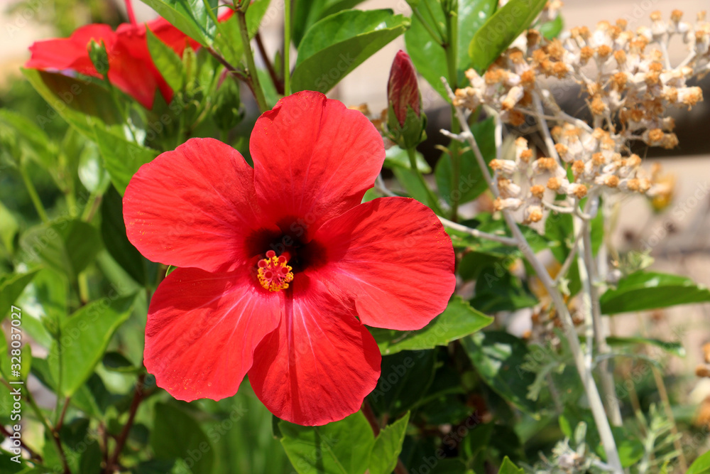 bright red large cotyledonous southern Campsis flower with green leaves, dried flowers in the background blurred bright red large cotyledonous southern Campsis flower with green leaves, dried flowers in the background blurred