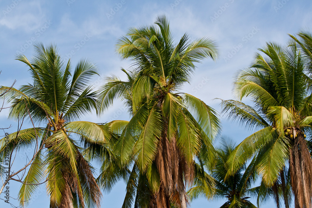 Cocos Palmen in Costa Rica