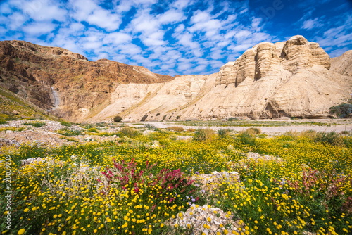 Qumran Caves with flowers, Judean Desert Israel