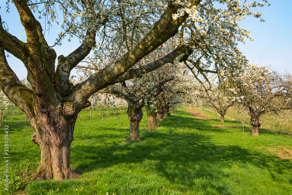 Blühende alte Kirschbäume im Rheingau/Deutschland an einem sonnigen Frühlingstag Blühende alte Kirschbäume im Rheingau/Deutschland an einem sonnigen Frühlingstag