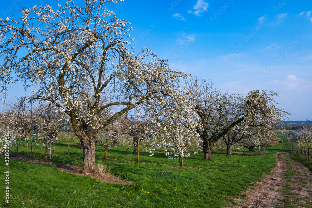 Blühende alte Kirschbäume im Rheingau/Deutschland an einem sonnigen Frühlingstag Blühende alte Kirschbäume im Rheingau/Deutschland an einem sonnigen Frühlingstag