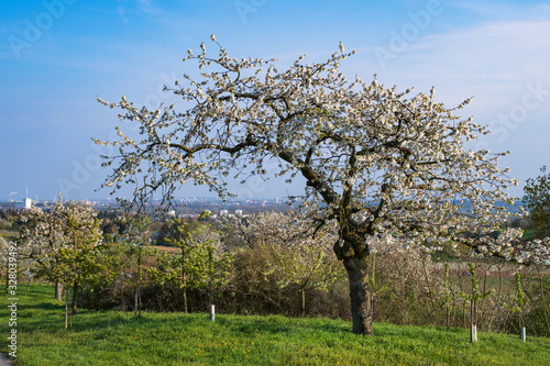 Kirschblüte im Rheingau/Deutschland an einem sonnigen Frühlingstag