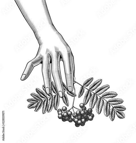 Female hands with a rowan branch with berries and leaves on the palms