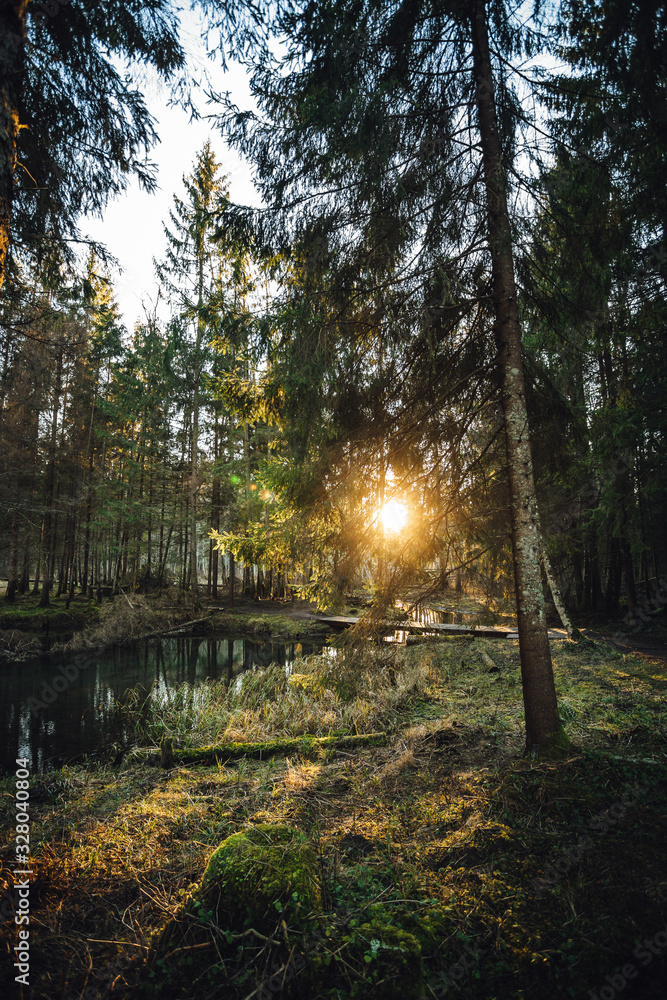 Obraz premium Beautiful view on forest trail with small river and wooden bridge in sunset time.