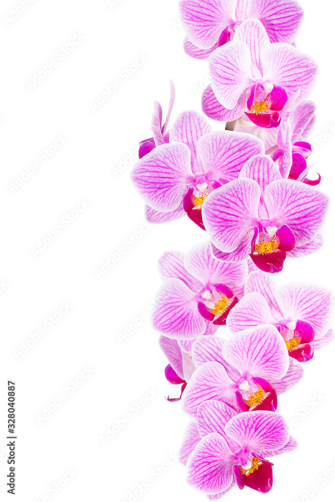 Row of orchid flowers, frame for greeting card isolated on white background Row of orchid flowers, frame for greeting card isolated on white background