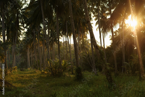 Coconut palms jungle forest at sunset