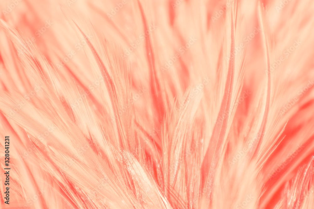 Fototapeta premium Beautiful abstract colorful white and pink feathers on white background and soft white feather texture on white pattern and light pink background valentine day