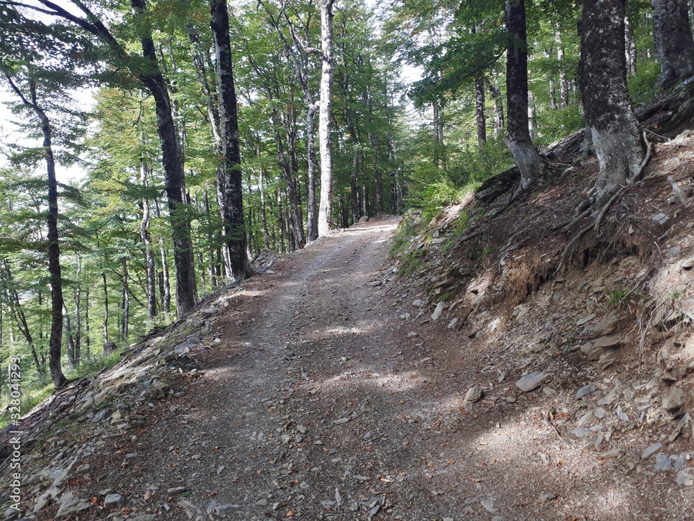 Road in the mountains with pine trees around Road in the mountains with pine trees around