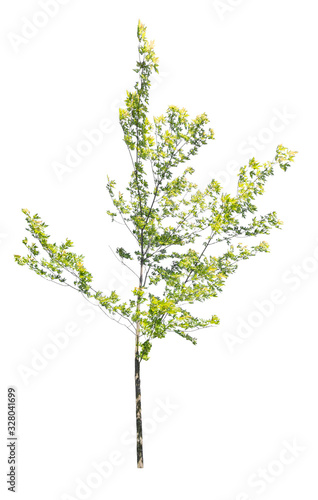 young green maple isolated on white