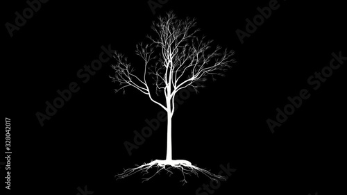 Leafless Tree with roots, timelapse growing, silhouette against black