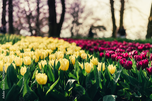 Flowerbeds of blossoming tulips #328042026