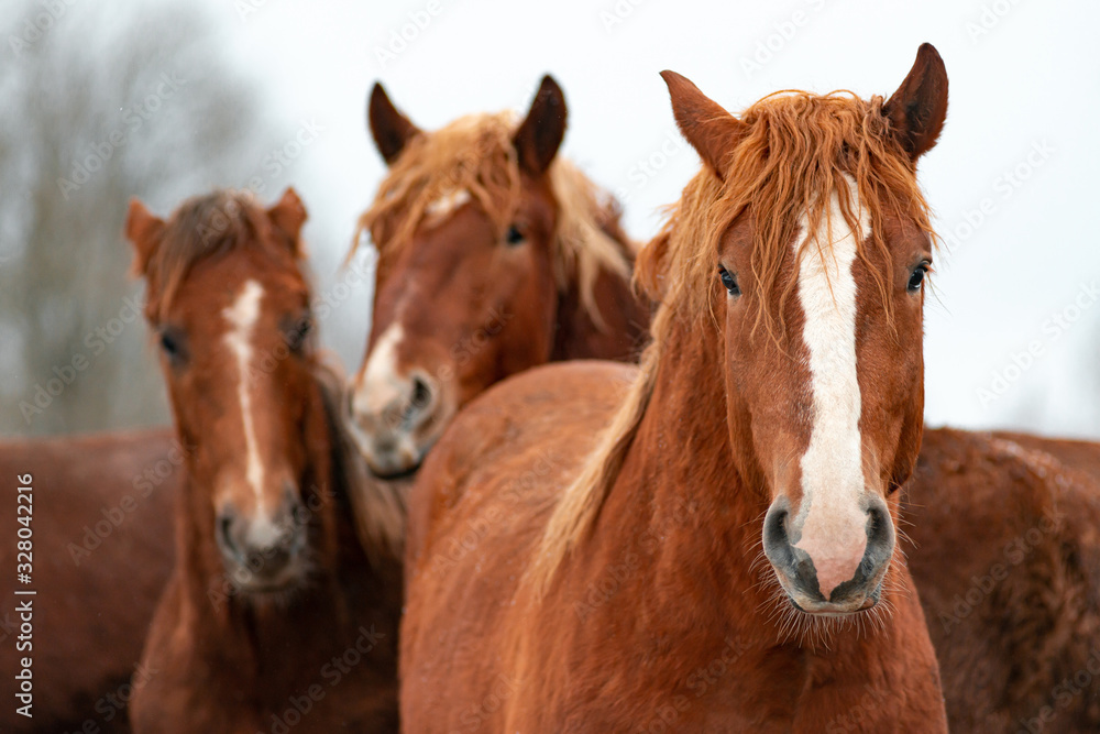 Fototapeta premium Closeup of a brown horses in a paddock. Horses on a farm in winter.