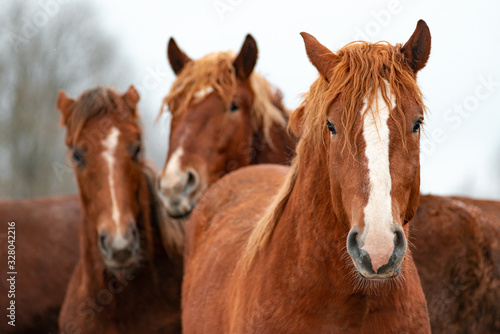 Closeup of a brown horses in a paddock. Horses on a farm in winter.
