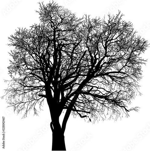 black bare isolated oak large tree