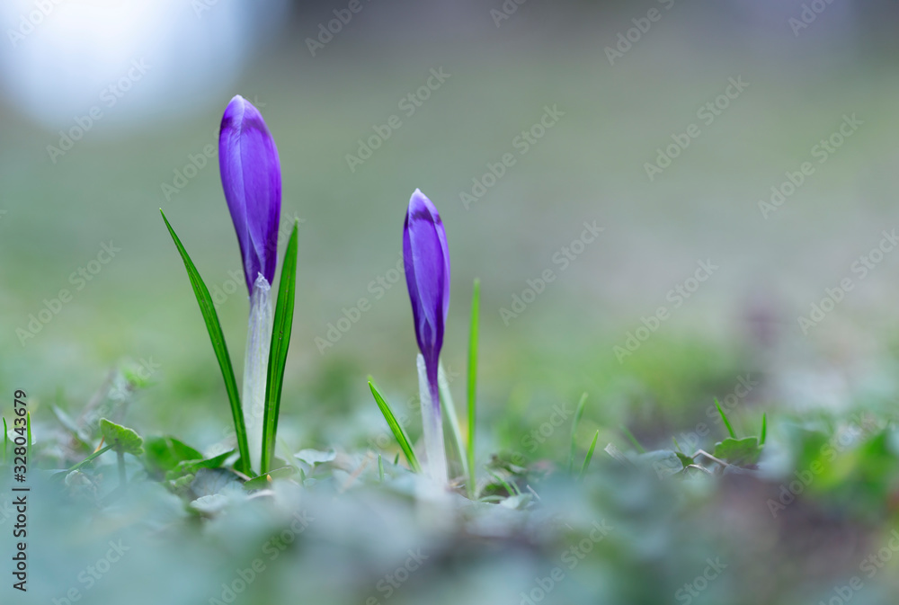 Crocus vernus or spring crocus, giant crocus, purple flower variety, a species in Family Iridaceae, native in Europe, early spring flower, ornamental plants in Iridaceae family Crocus vernus or spring crocus, giant crocus, purple flower variety, a species in Family Iridaceae, native in Europe, early spring flower, ornamental plants in Iridaceae family