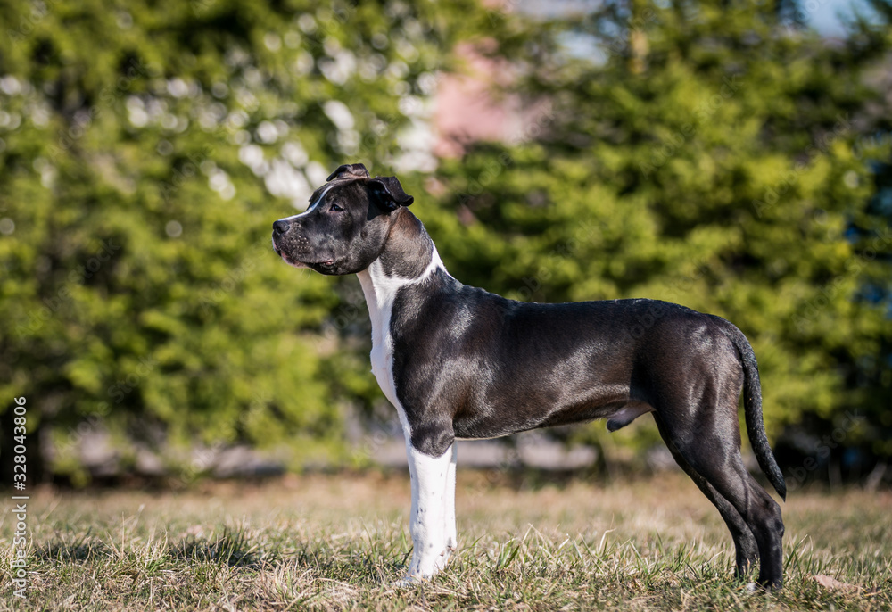american staffordshire terrier puppy posing otside in the park. american staffordshire terrier puppy posing otside in the park.