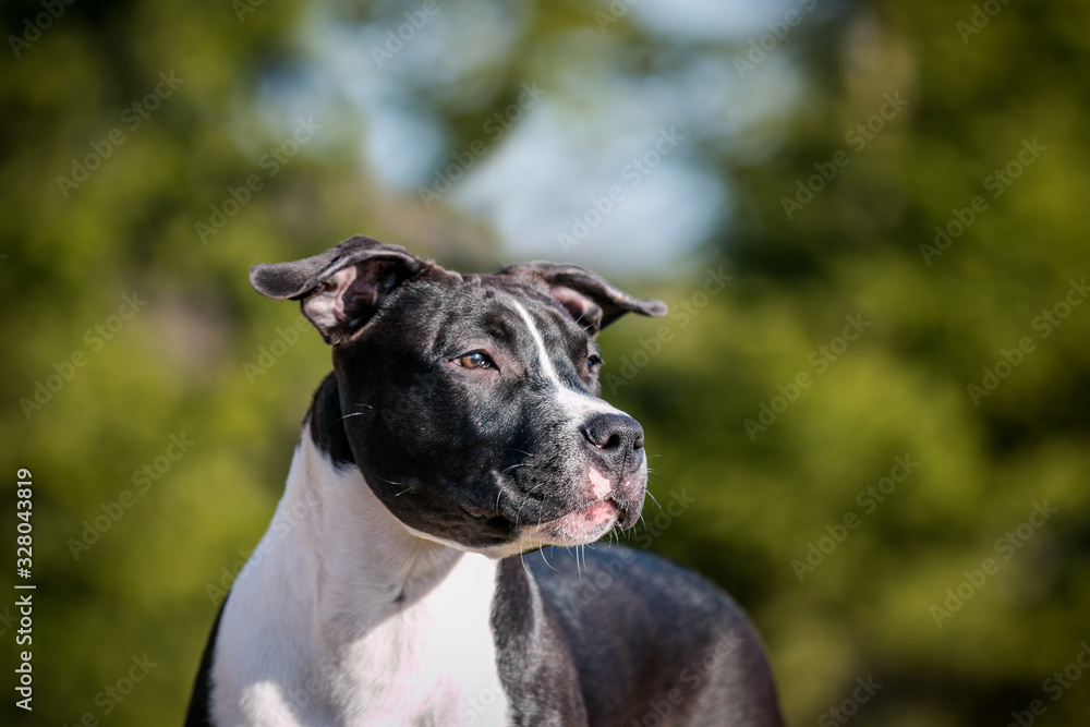 american staffordshire terrier puppy posing otside in the park. american staffordshire terrier puppy posing otside in the park.