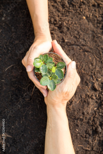 Two hands holding together small plant on soil inside