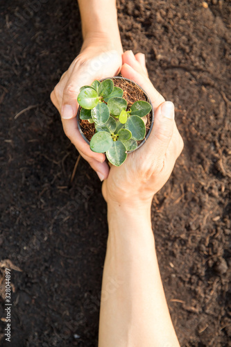 Two hands holding together small plant on soil inside photo