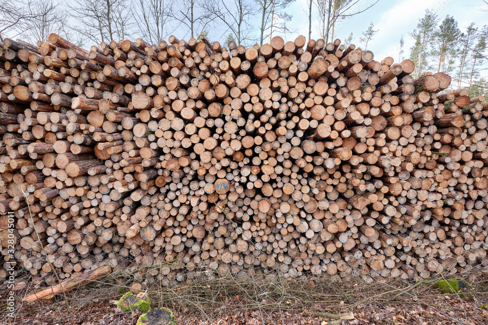 Close-up of a huge woodpile in the forest with tree trunks felld because of pest infestation. Seen near Nuremberg in Bavaria, Germany, in February