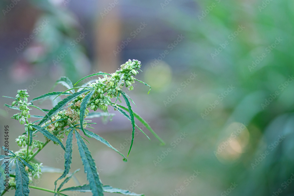 Fototapeta premium Close-up of cannabis plant growing from the soil. Hemp green leaves for medical. Space for text. Farm marijuana plantation concept