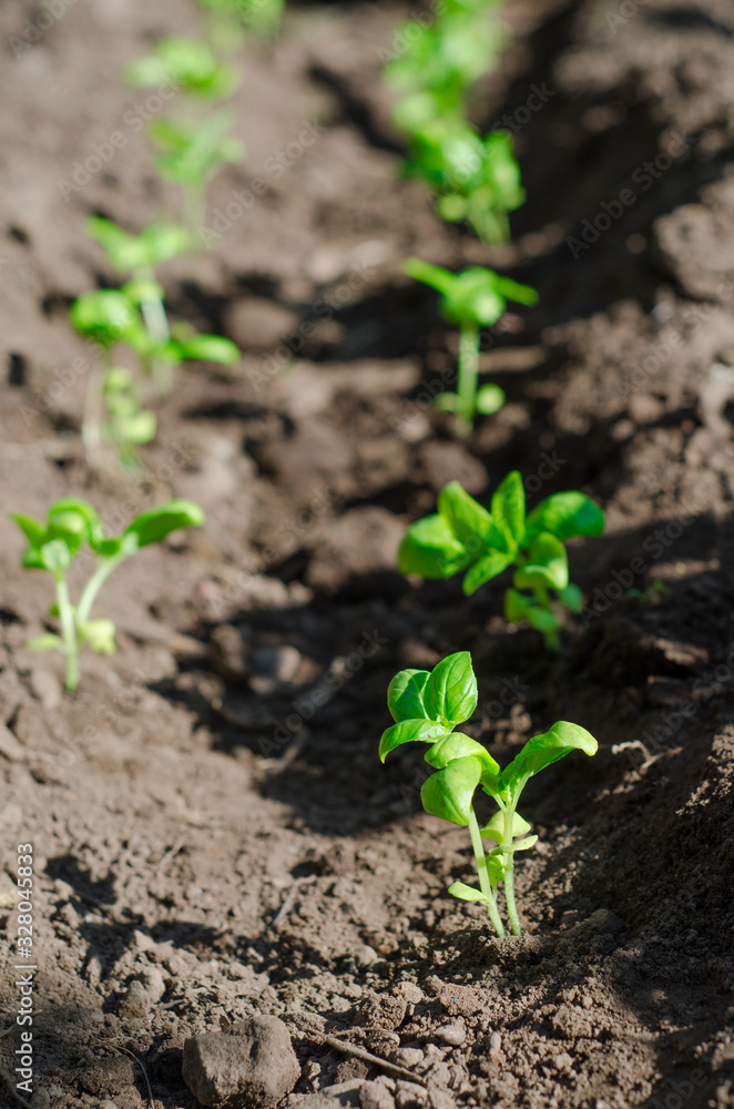 basil seedlings in the vegetable garden basil seedlings in the vegetable garden