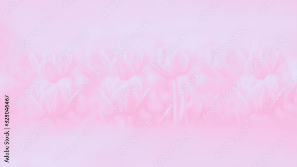Pale pink watercolor gradient abstract background. Pastel. Tulips flowers pattern, 16:9 panoramic format