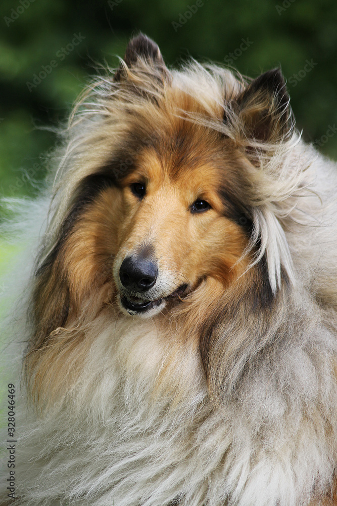  Sable collie. Shetland Sheepdog.