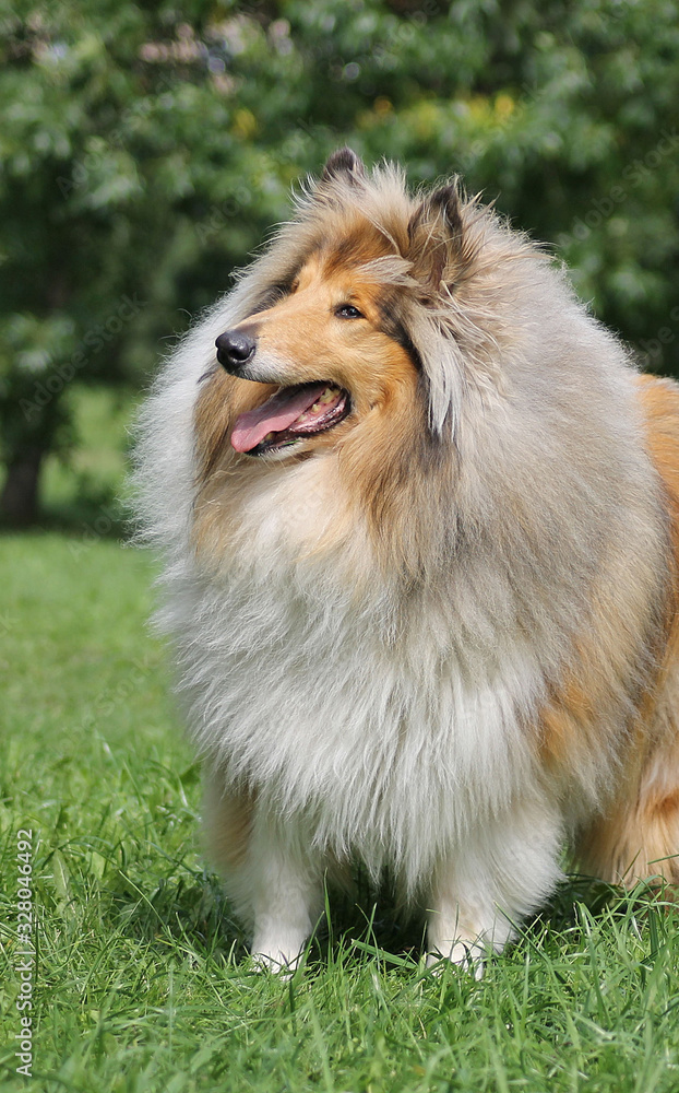 Sable collie. Shetland Sheepdog. Sable collie. Shetland Sheepdog.