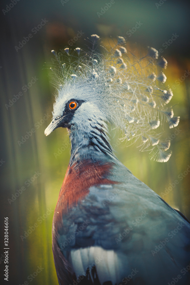 Fototapeta premium portrait of a bird 