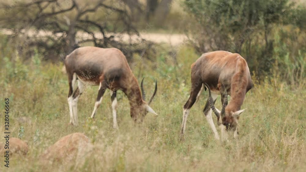 antelope in the African Savannah antelope in the African Savannah