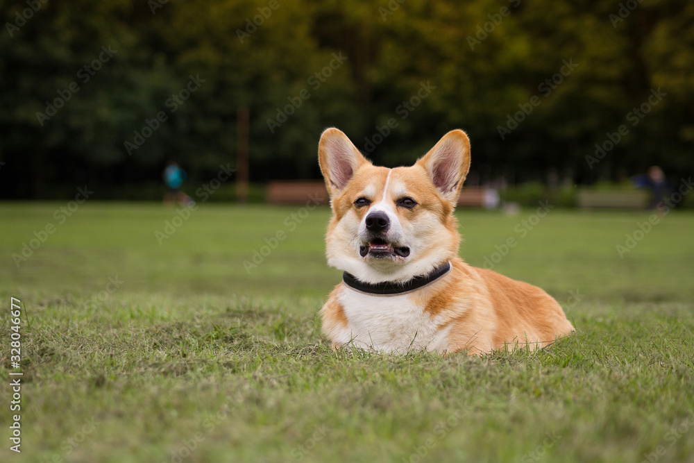 Nice dog portrait. Welsh corgi in the green background. Nice dog portrait. Welsh corgi in the green background.