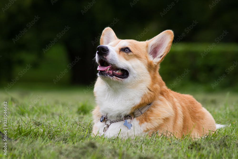 Nice dog portrait. Welsh corgi in the green background. Nice dog portrait. Welsh corgi in the green background.
