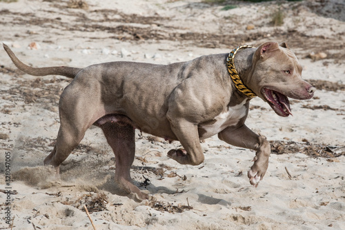 Pitbull American Bully