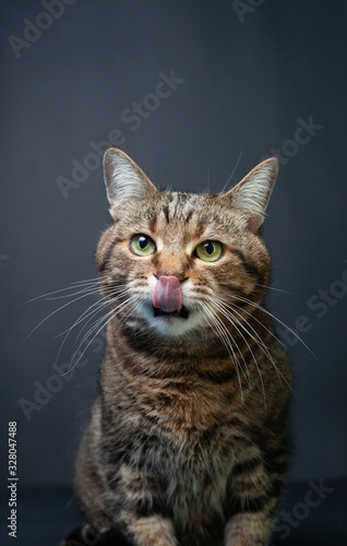 Brown tabby cat portrait on black background