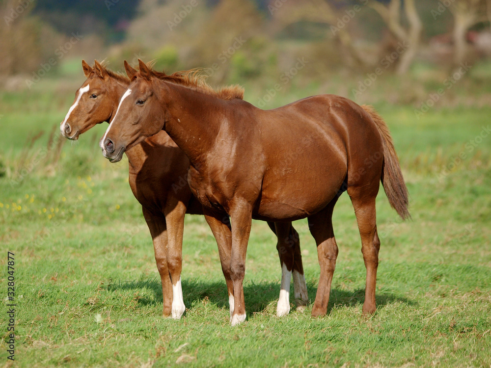 Mare and Foal